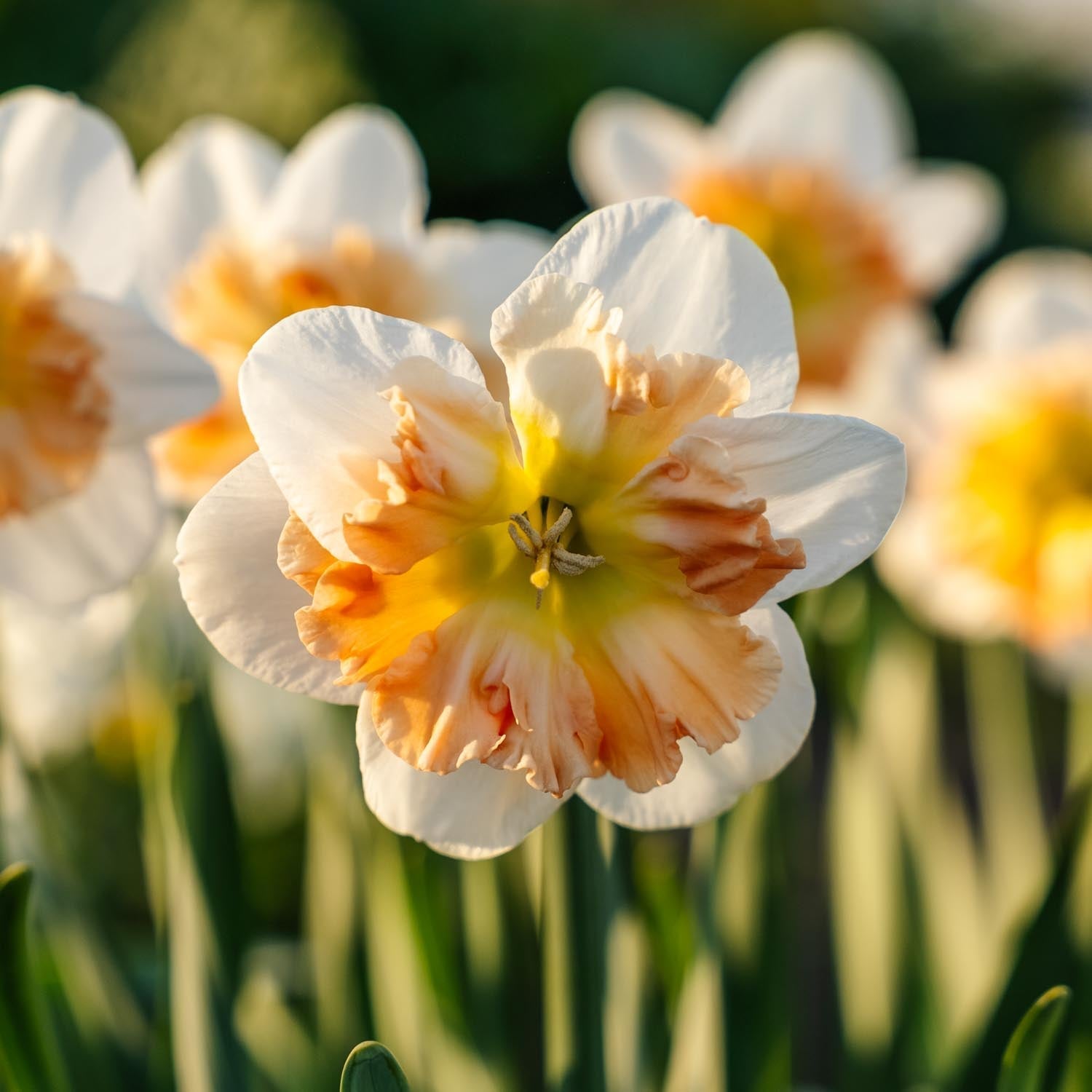 Jonquille, Narcissus 'Apple Pie'