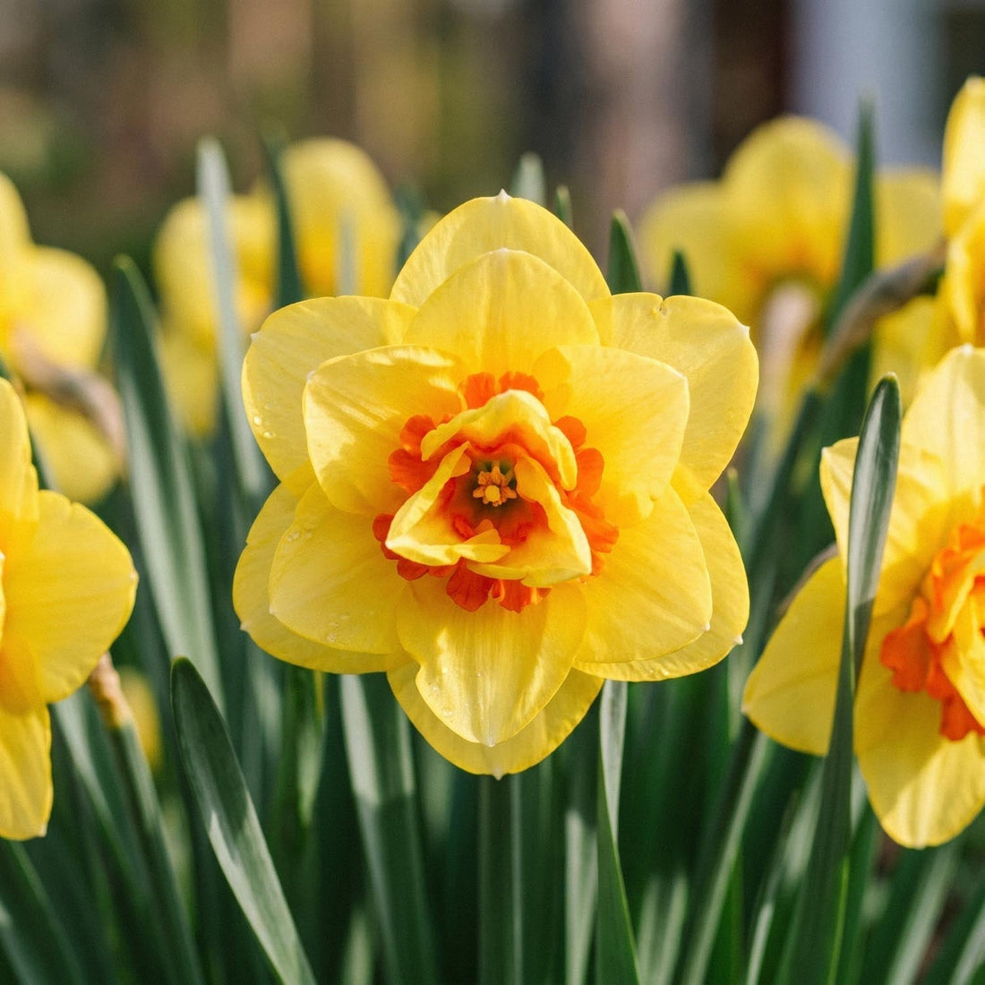 Jonquille, Narcissus 'Ascot'