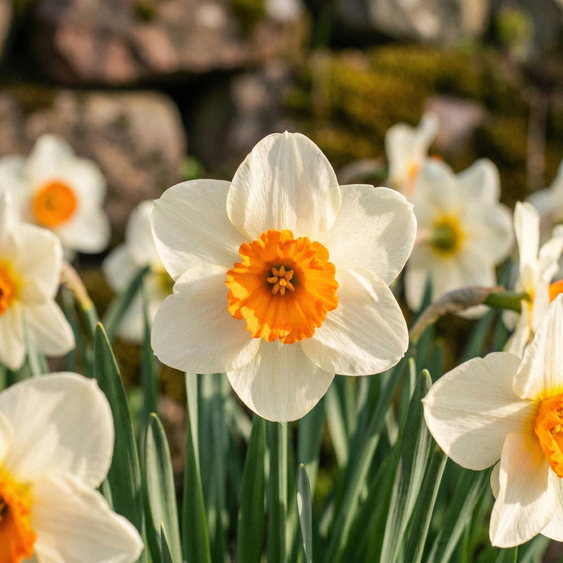 Jonquille, Narcissus 'Barrett Browning'