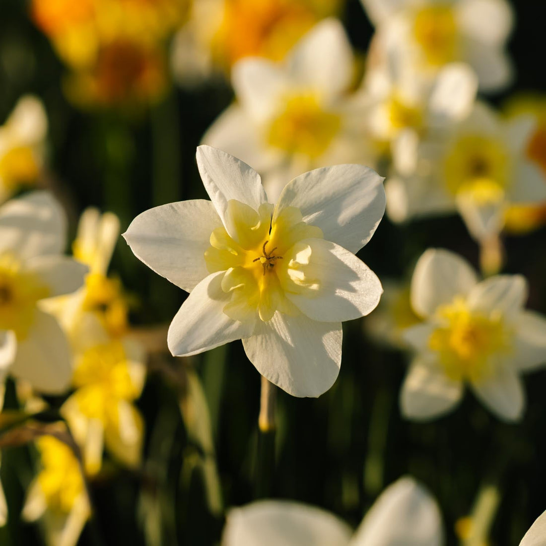 Jonquille, Narcissus 'Bella Estrella'