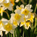 Jonquille, Narcissus 'Bella Estrella'