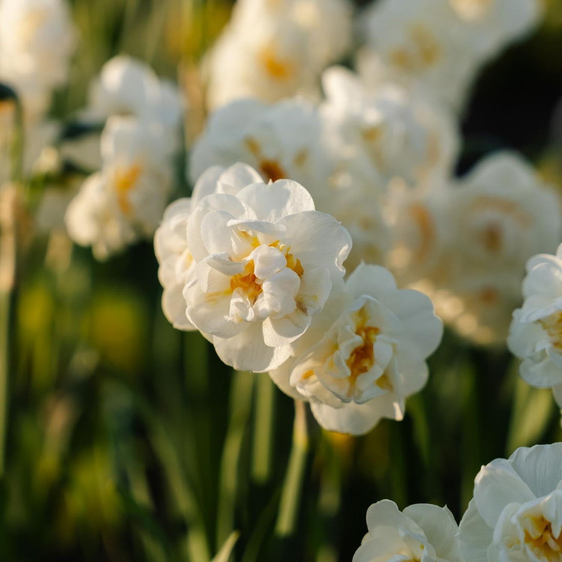 Jonquille, Narcissus 'Bridal Crown'