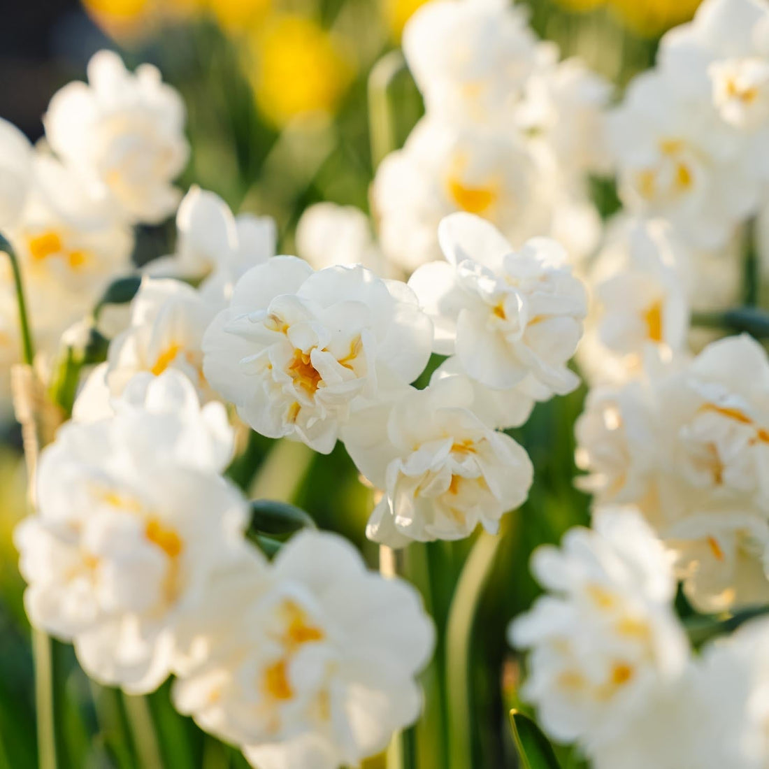 Jonquille, Narcissus 'Bridal Crown'