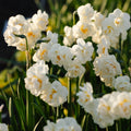 Jonquille, Narcissus 'Bridal Crown'