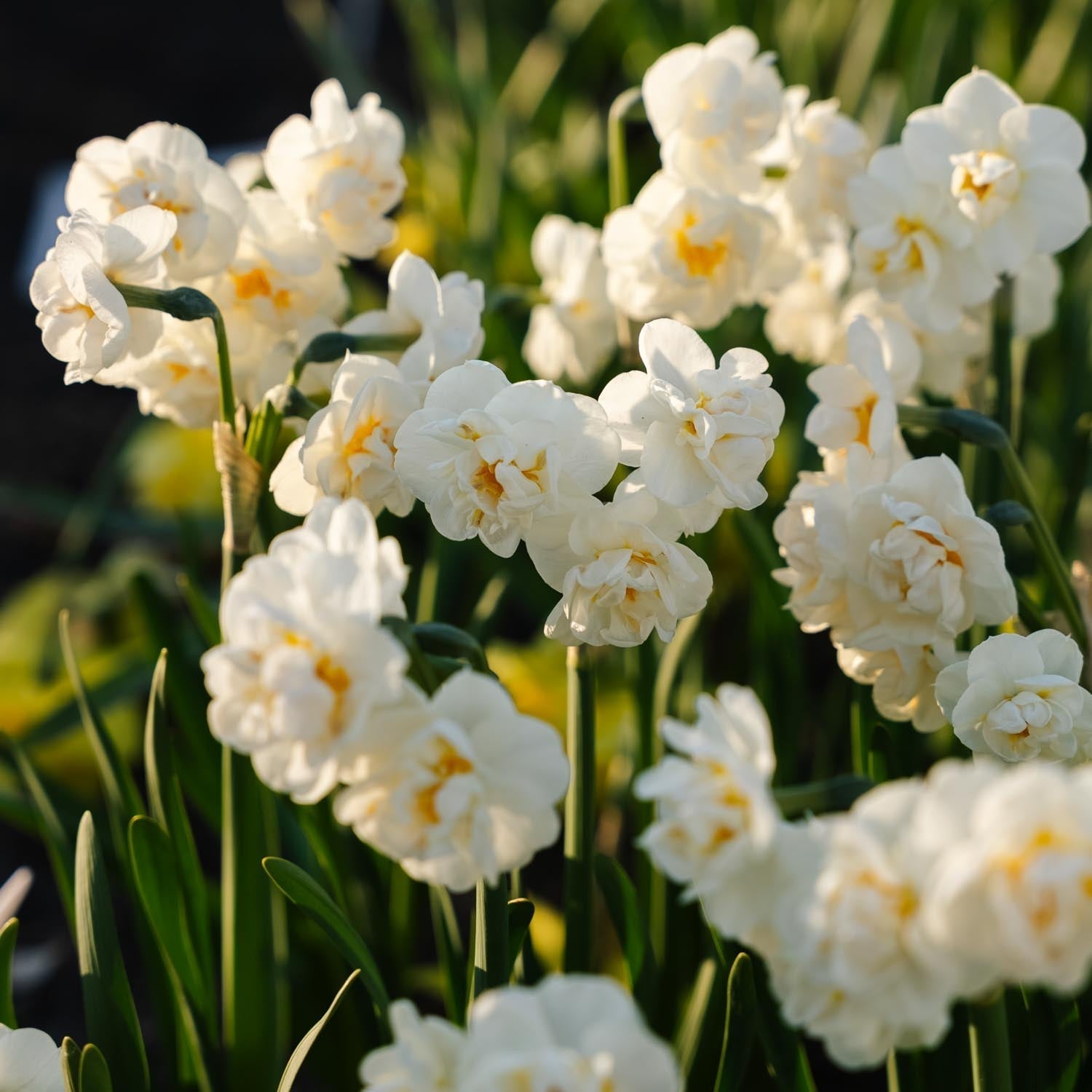 Jonquille, Narcissus 'Bridal Crown'