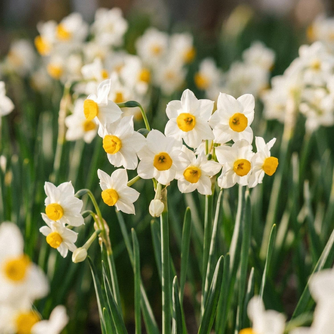 Jonquille, Narcissus 'Canaliculatus'