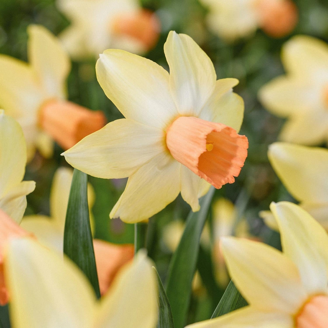 Jonquille, Narcissus 'Carice'