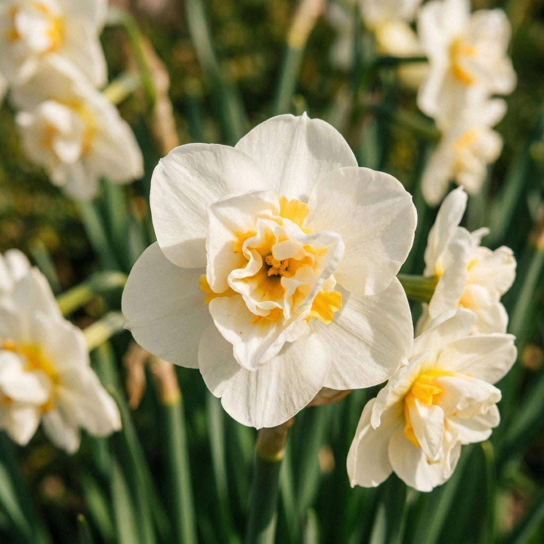 Jonquille, Narcissus 'Cheerfulness'