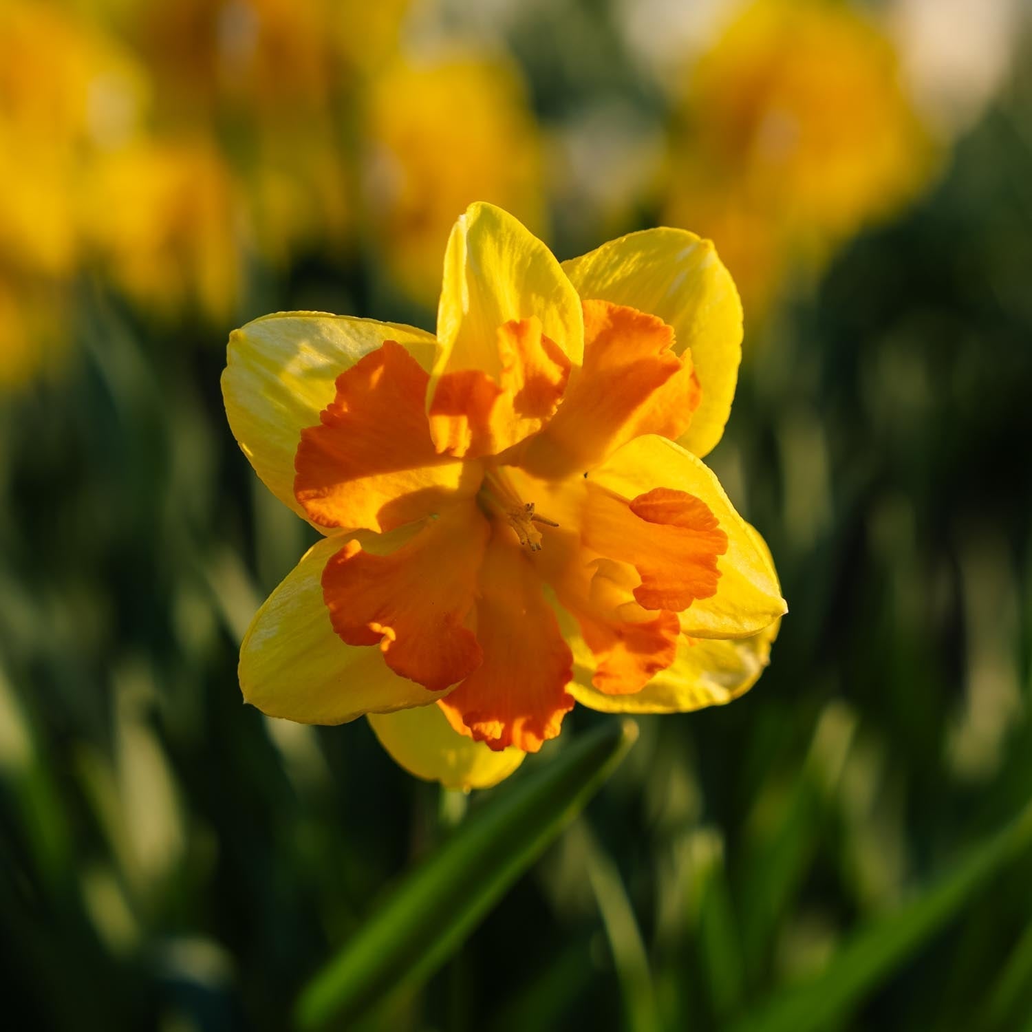 Jonquille, Narcissus 'Congress'
