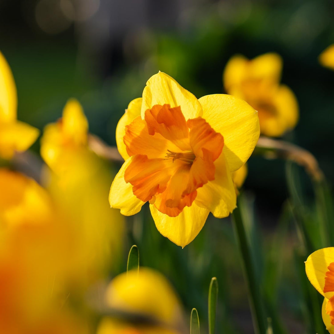 Jonquille, Narcissus 'Congress'