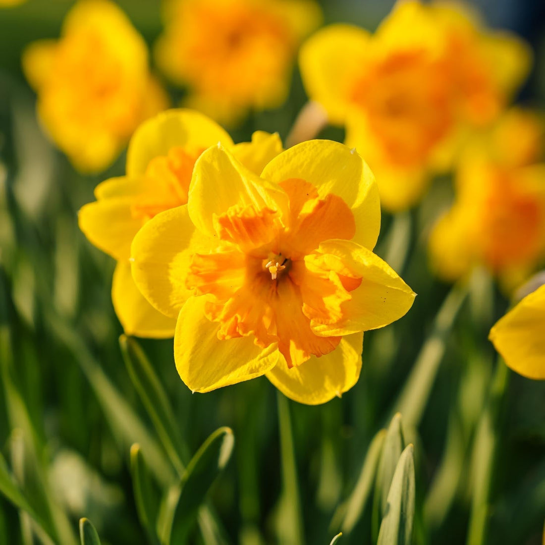 Jonquille, Narcissus 'Congress'
