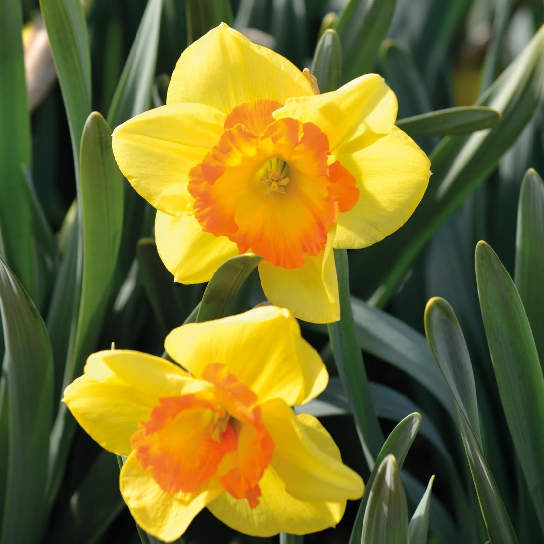 Jonquille, Narcissus 'Delibes'
