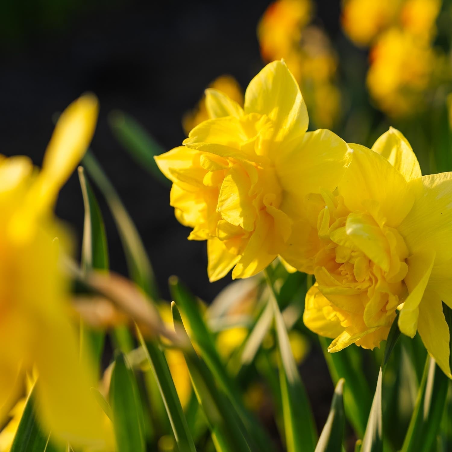 Jonquille, Narcissus 'Dick Wilden'