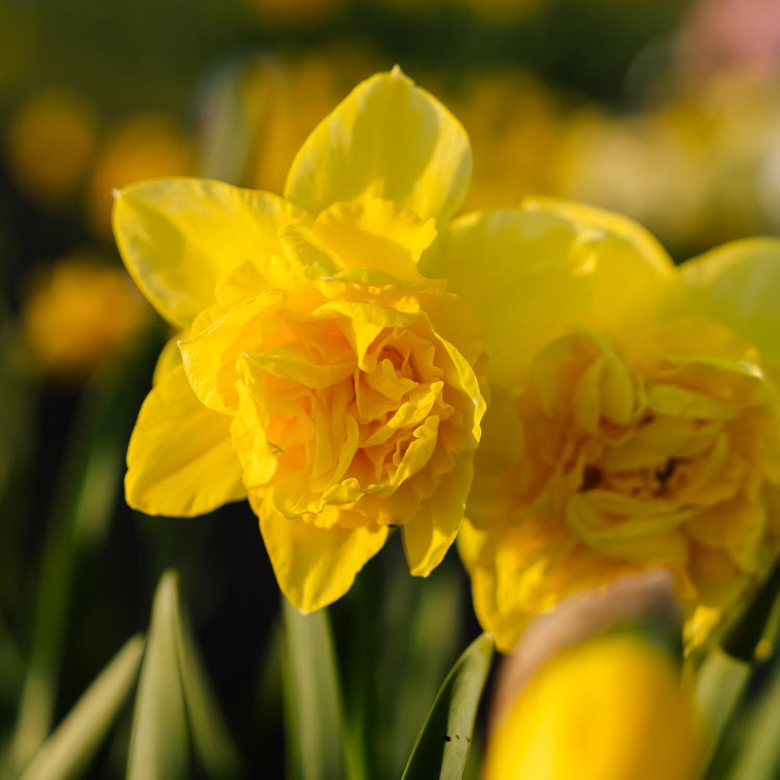 Jonquille, Narcissus 'Dick Wilden'