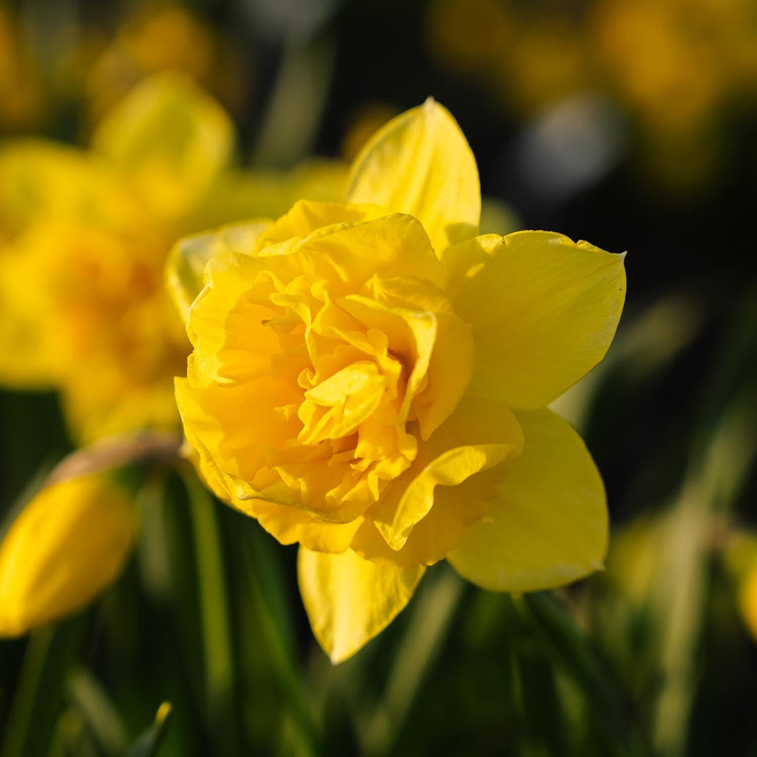 Jonquille, Narcissus 'Dick Wilden'