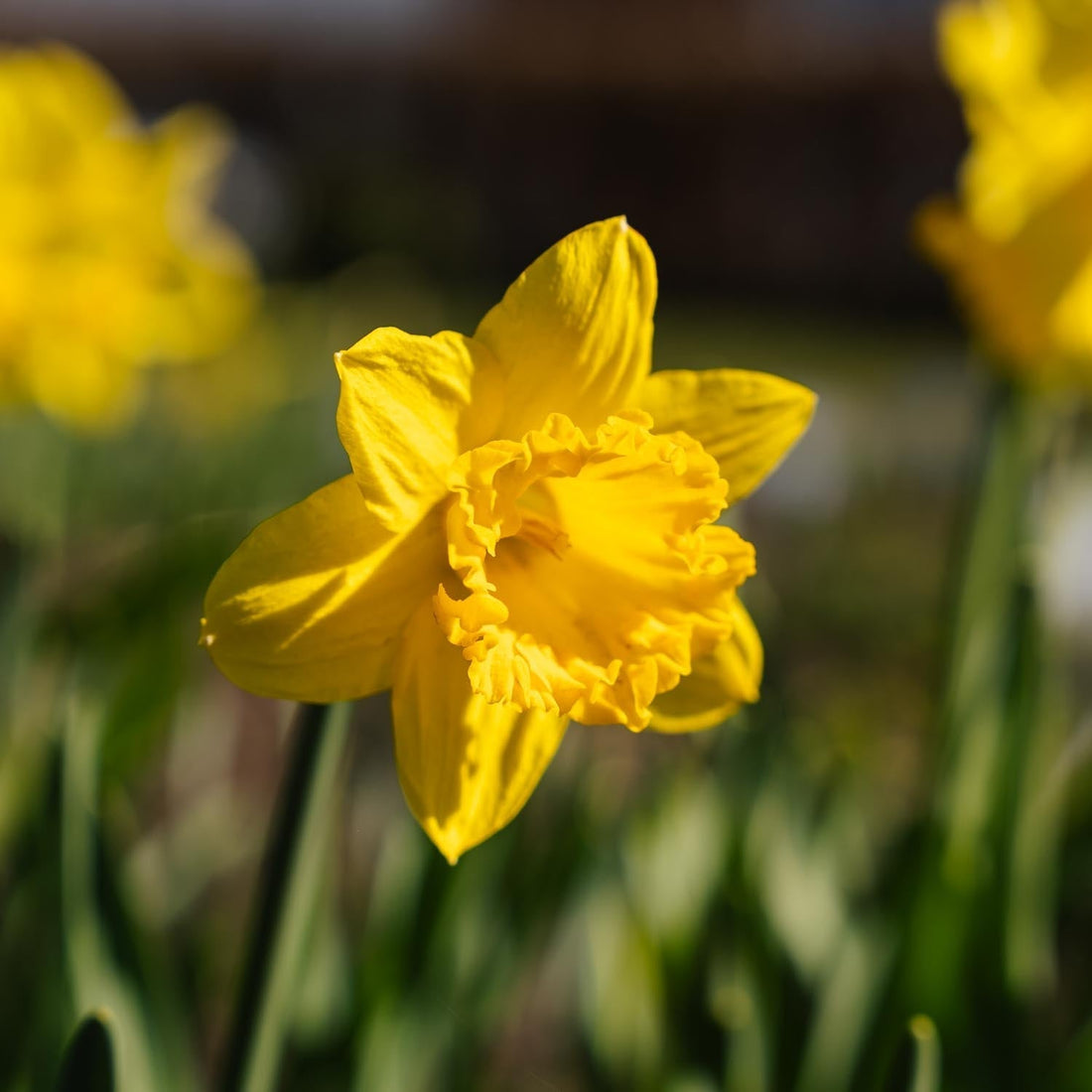 Jonquille, Narcissus 'Dutch Master'