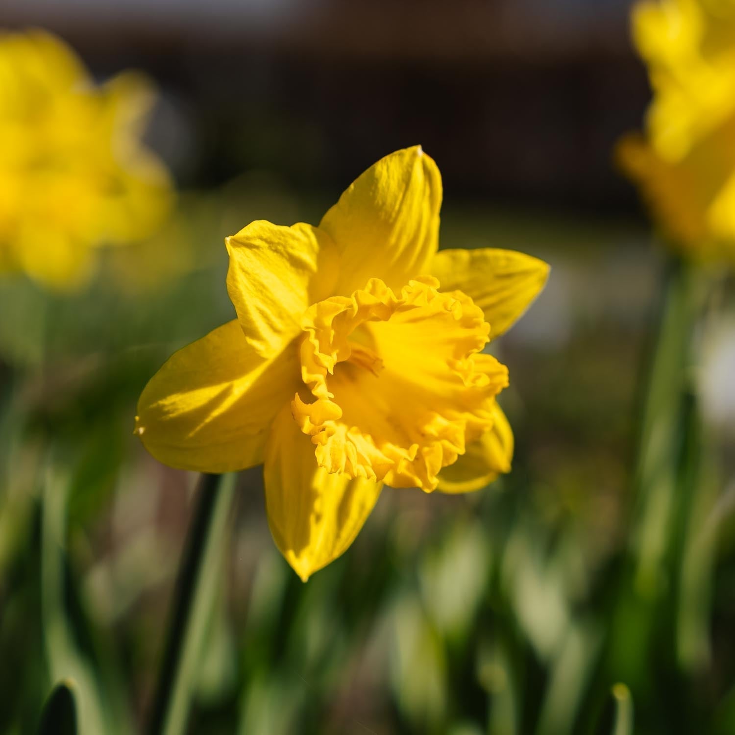 Jonquille, Narcissus 'Dutch Master'