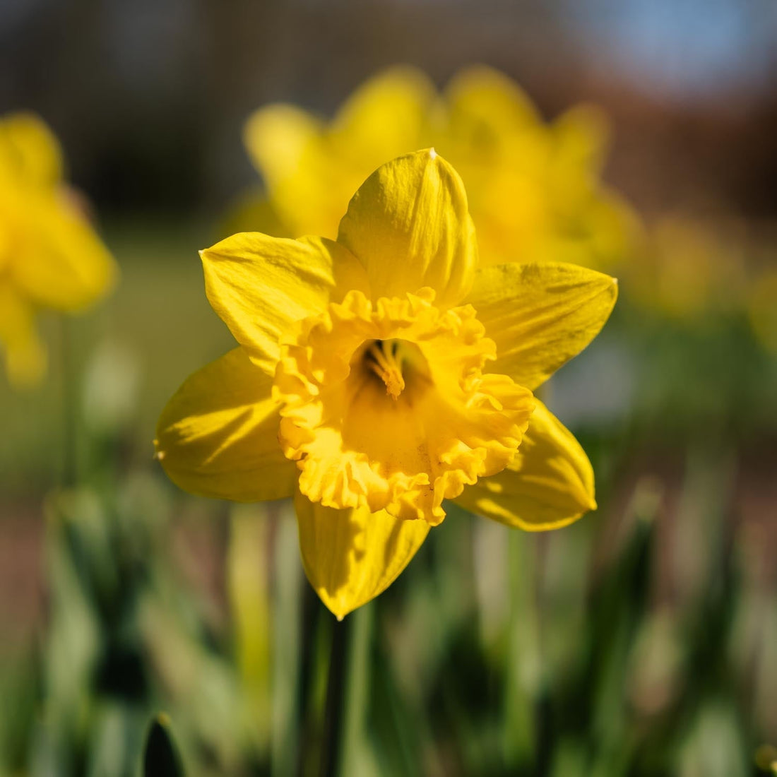 Jonquille, Narcissus 'Dutch Master'
