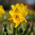Jonquille, Narcissus 'Dutch Master'