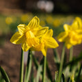 Jonquille, Narcissus 'Dutch Master'