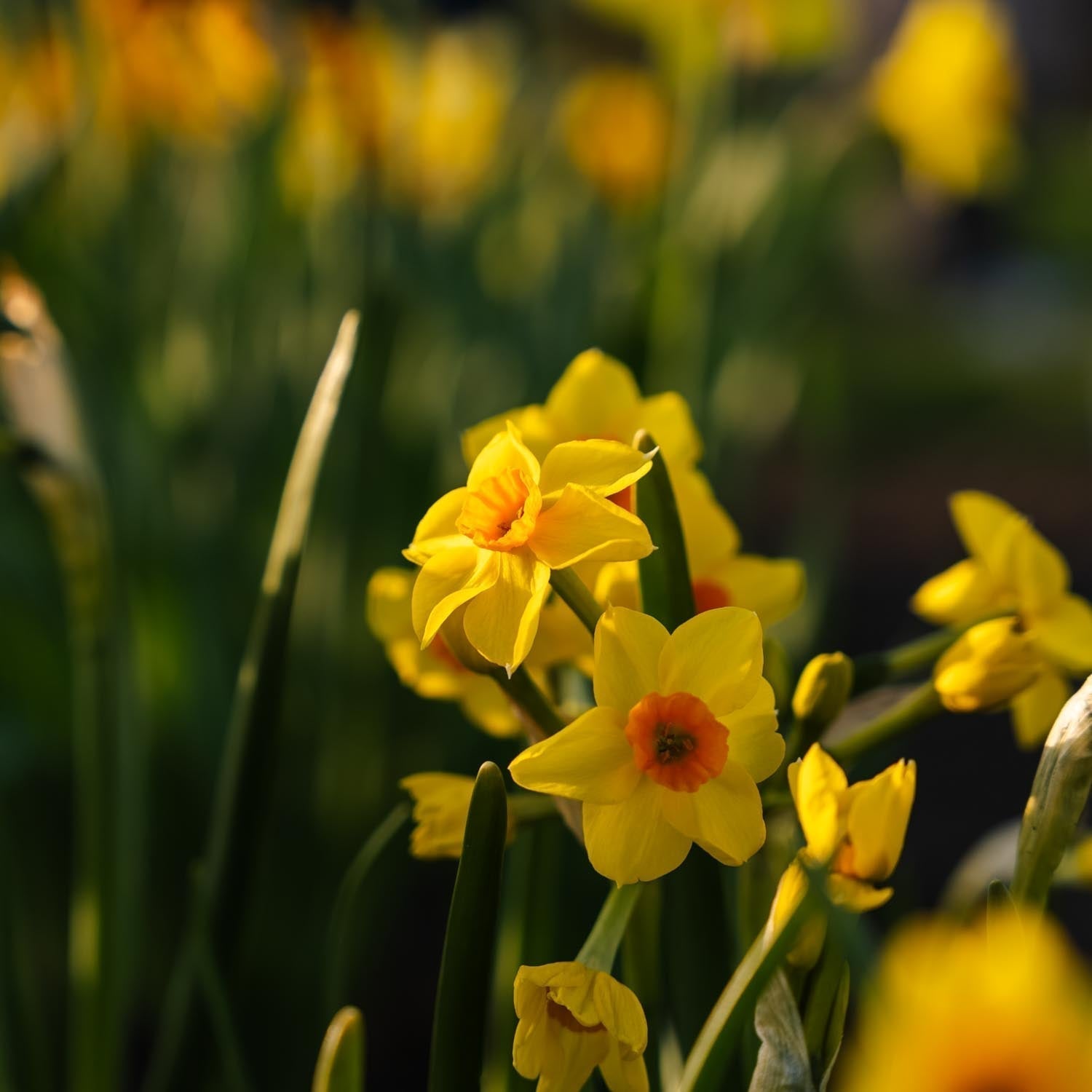 Jonquille, Narcissus 'Falconet'