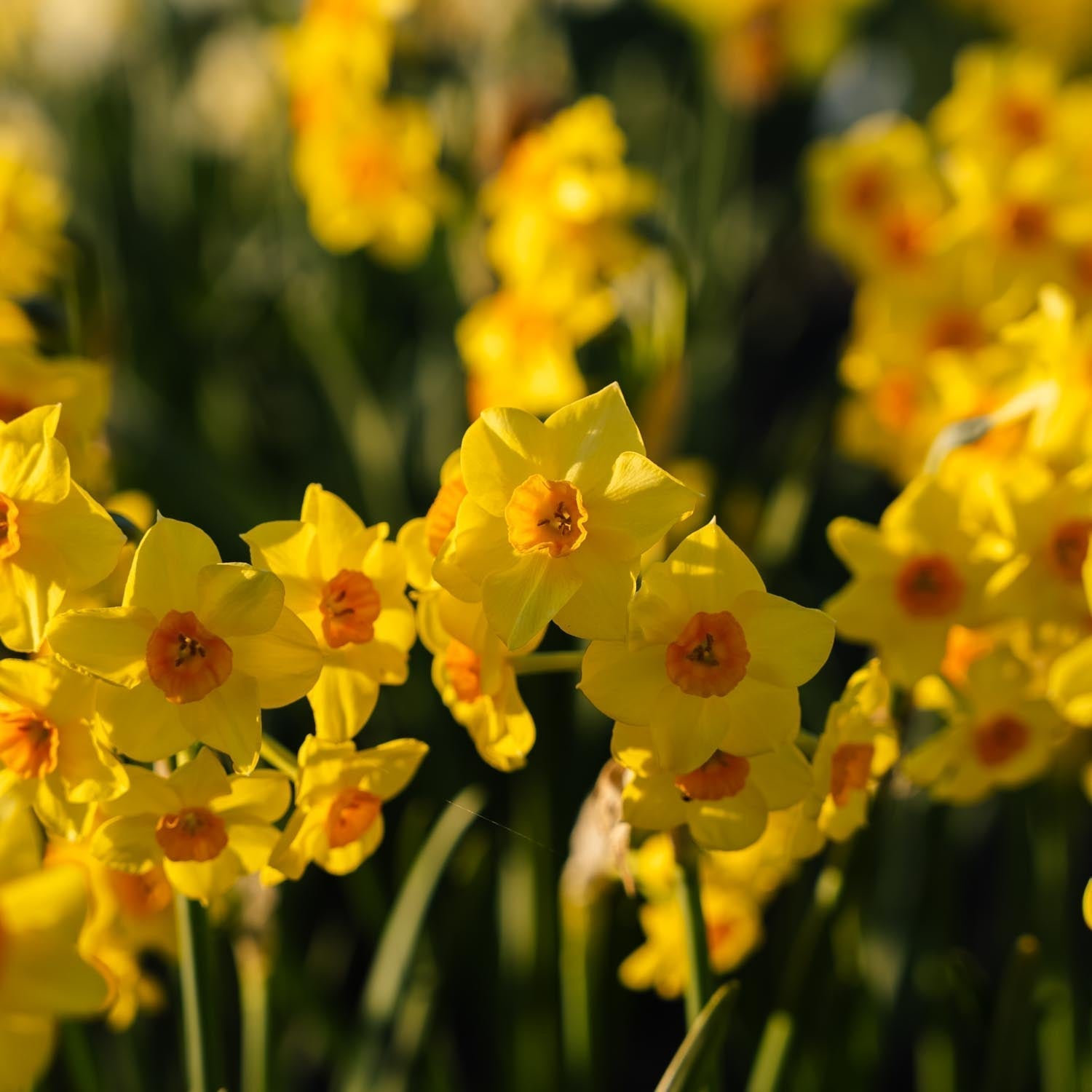 Jonquille, Narcissus 'Falconet'