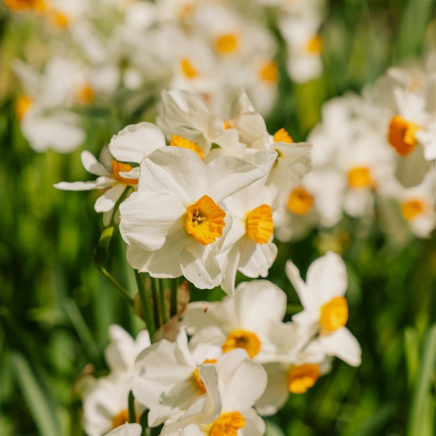 Jonquille, Narcissus 'Geranium'