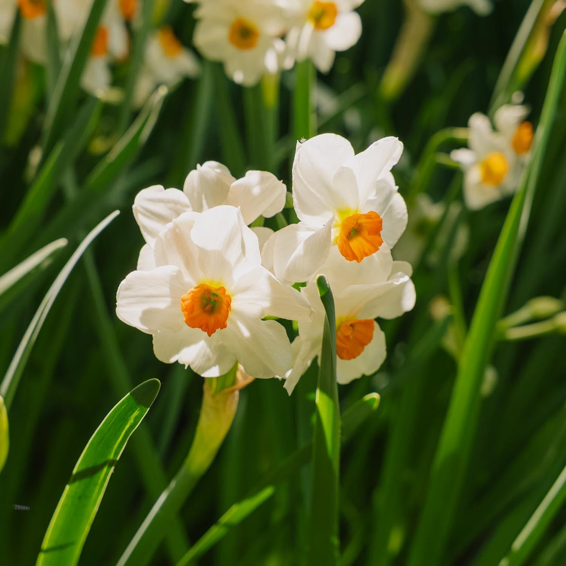 Jonquille, Narcissus 'Geranium'
