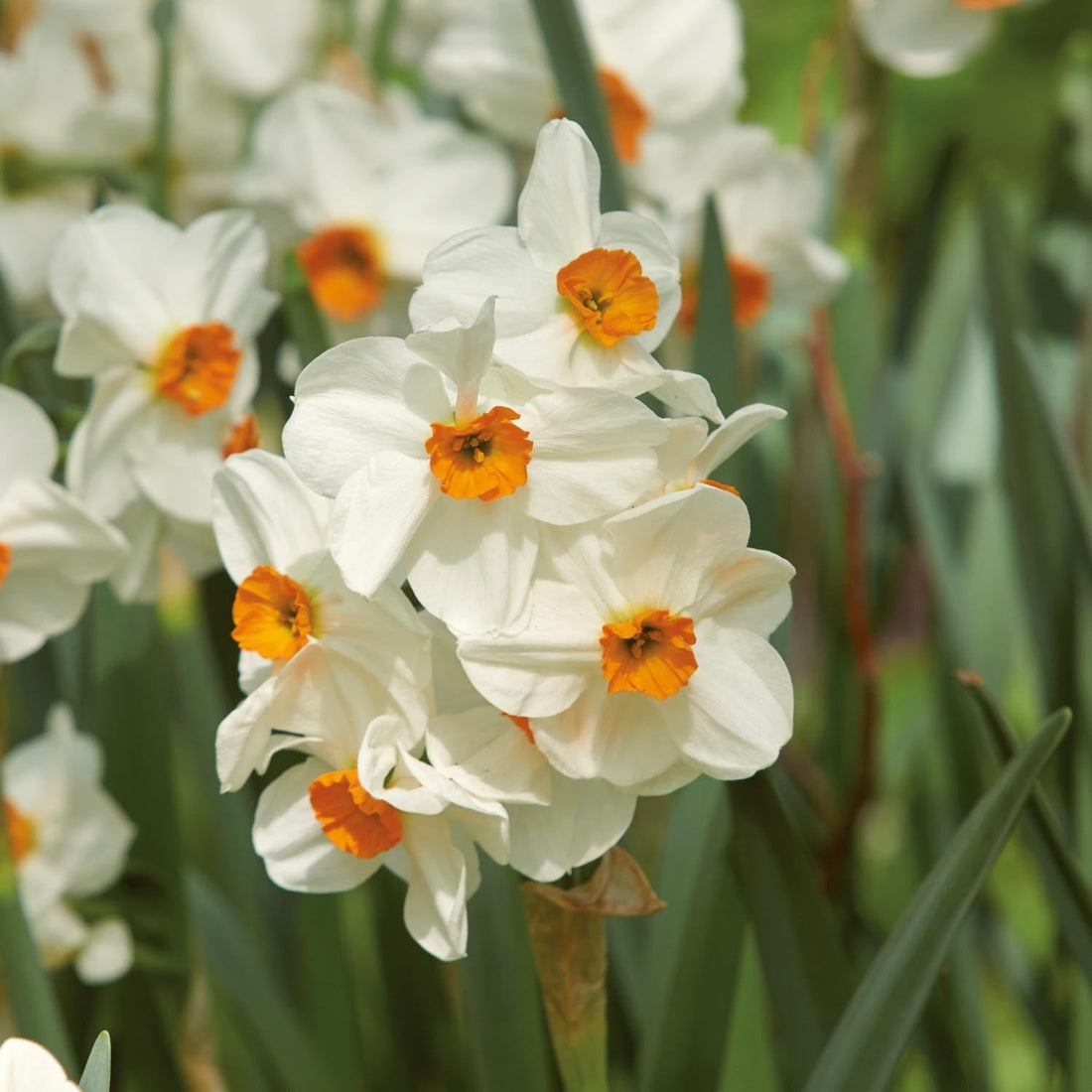 Jonquille, Narcissus 'Geranium'