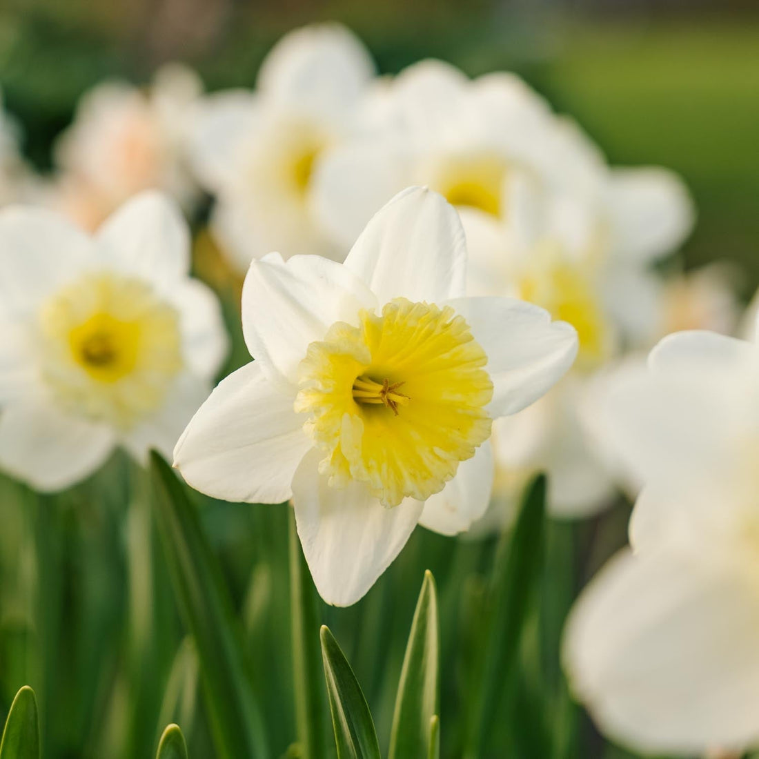 Jonquille, Narcissus 'Ice Follies'
