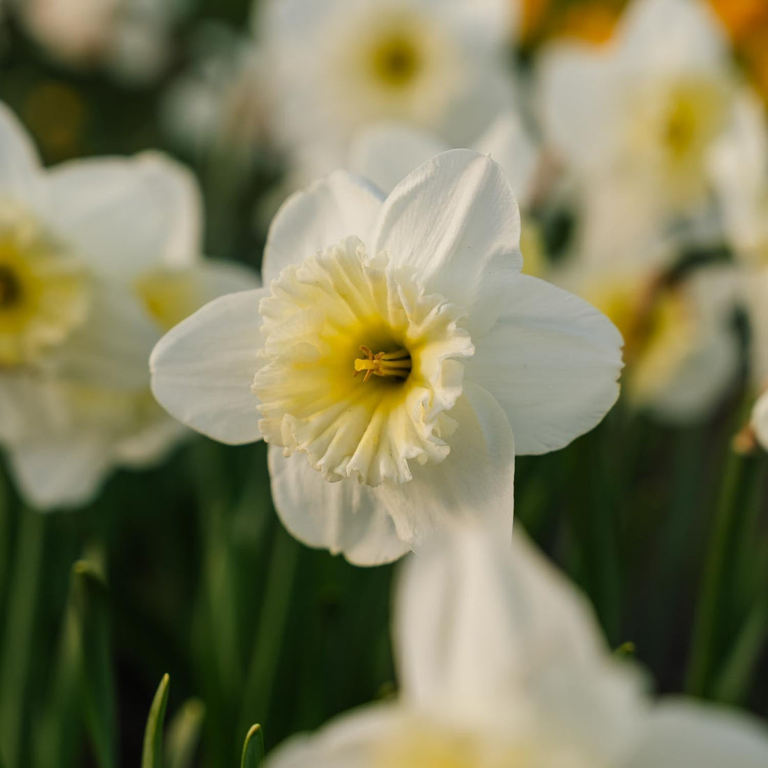 Jonquille, Narcissus 'Ice Follies'