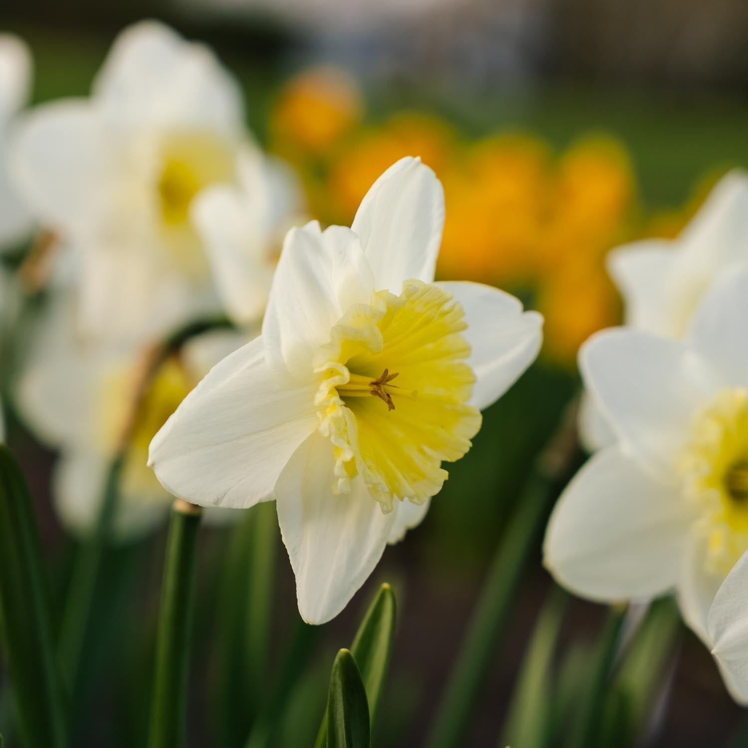 Jonquille, Narcissus 'Ice Follies'