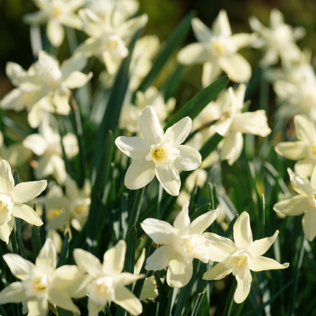Jonquille, Narcissus 'Iwona'