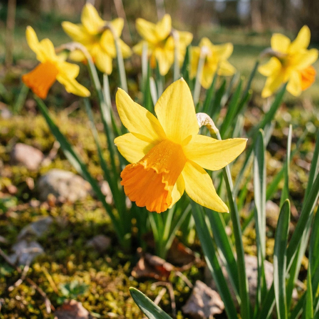 Jonquille, Narcissus 'Jetfire'