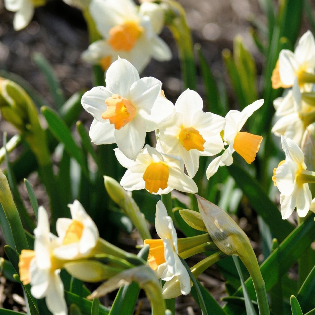 Jonquille, Narcissus 'Kapiti Peach'