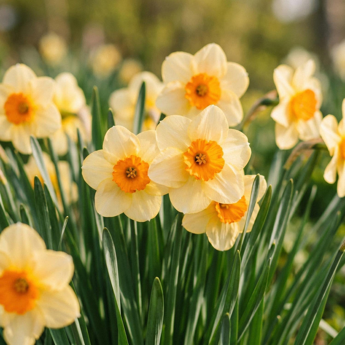 Jonquille, Narcissus 'Kedron'
