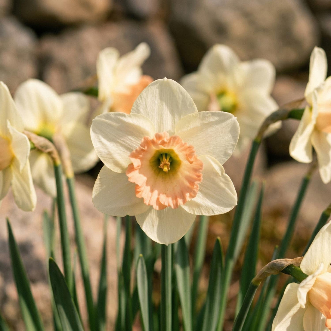 Jonquille, Narcissus 'Martha Stewart'