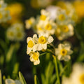 Jonquille, Narcissus 'Minnow'