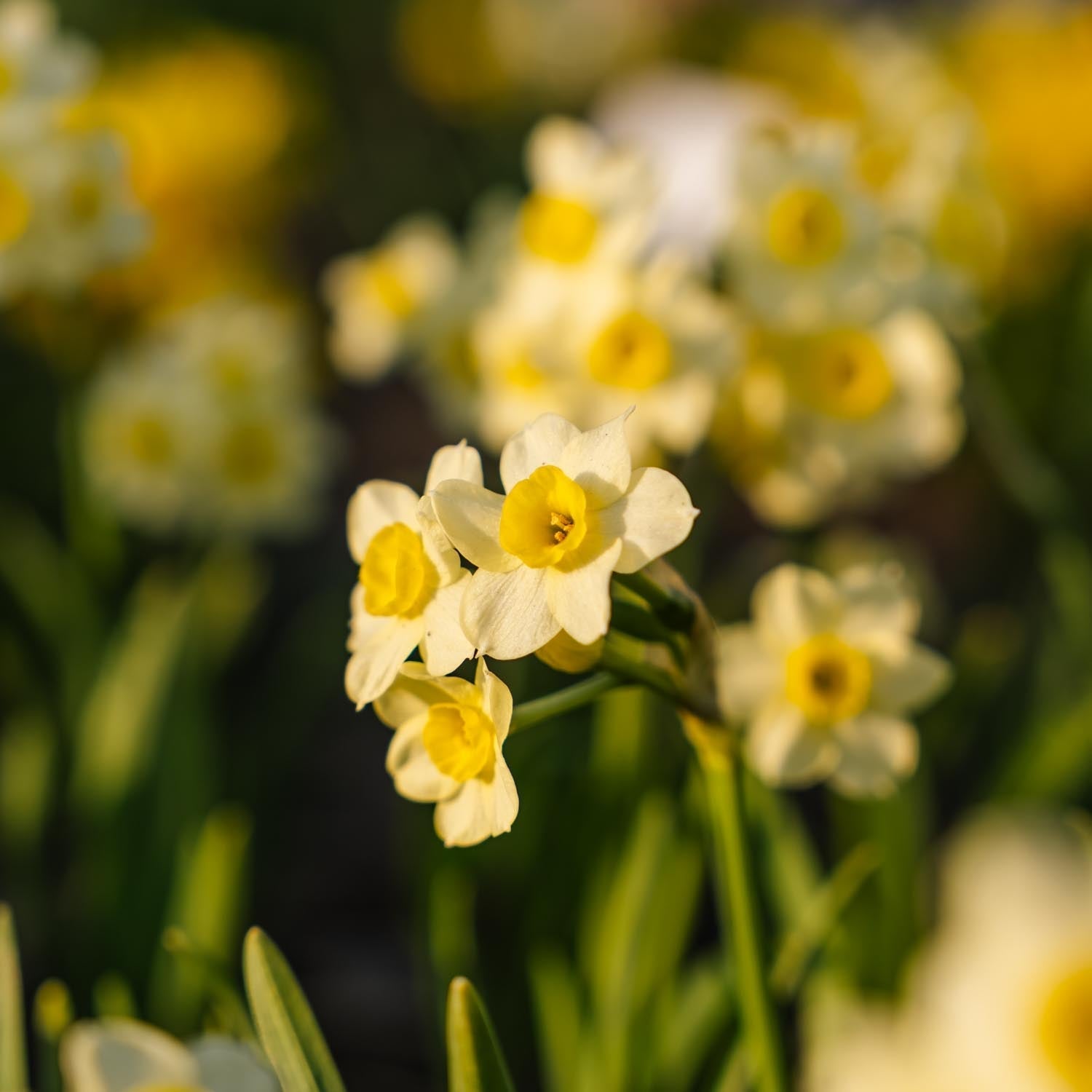 Jonquille, Narcissus 'Minnow'