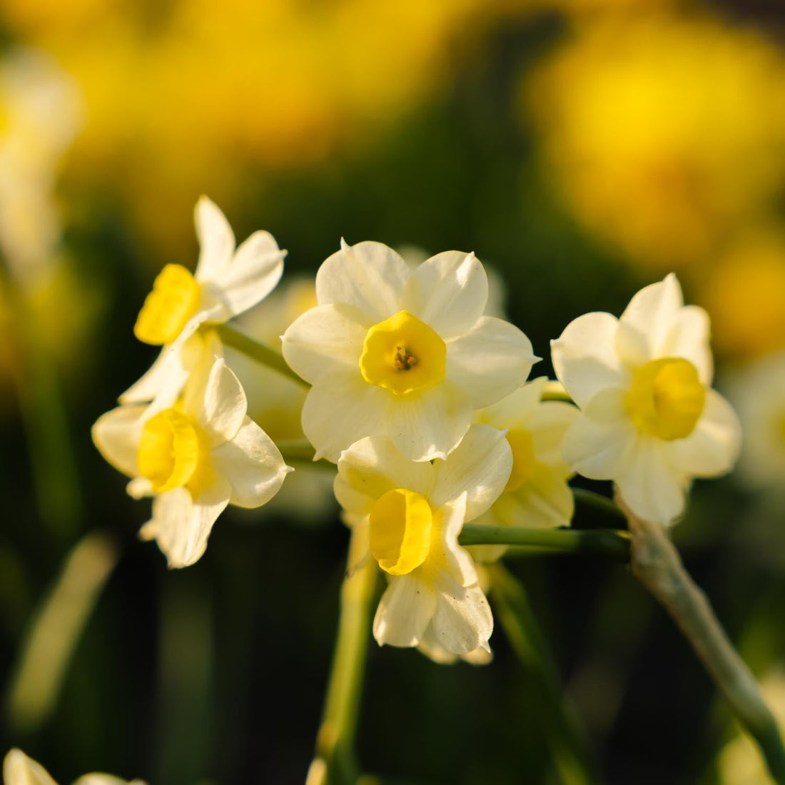 Jonquille, Narcissus 'Minnow'