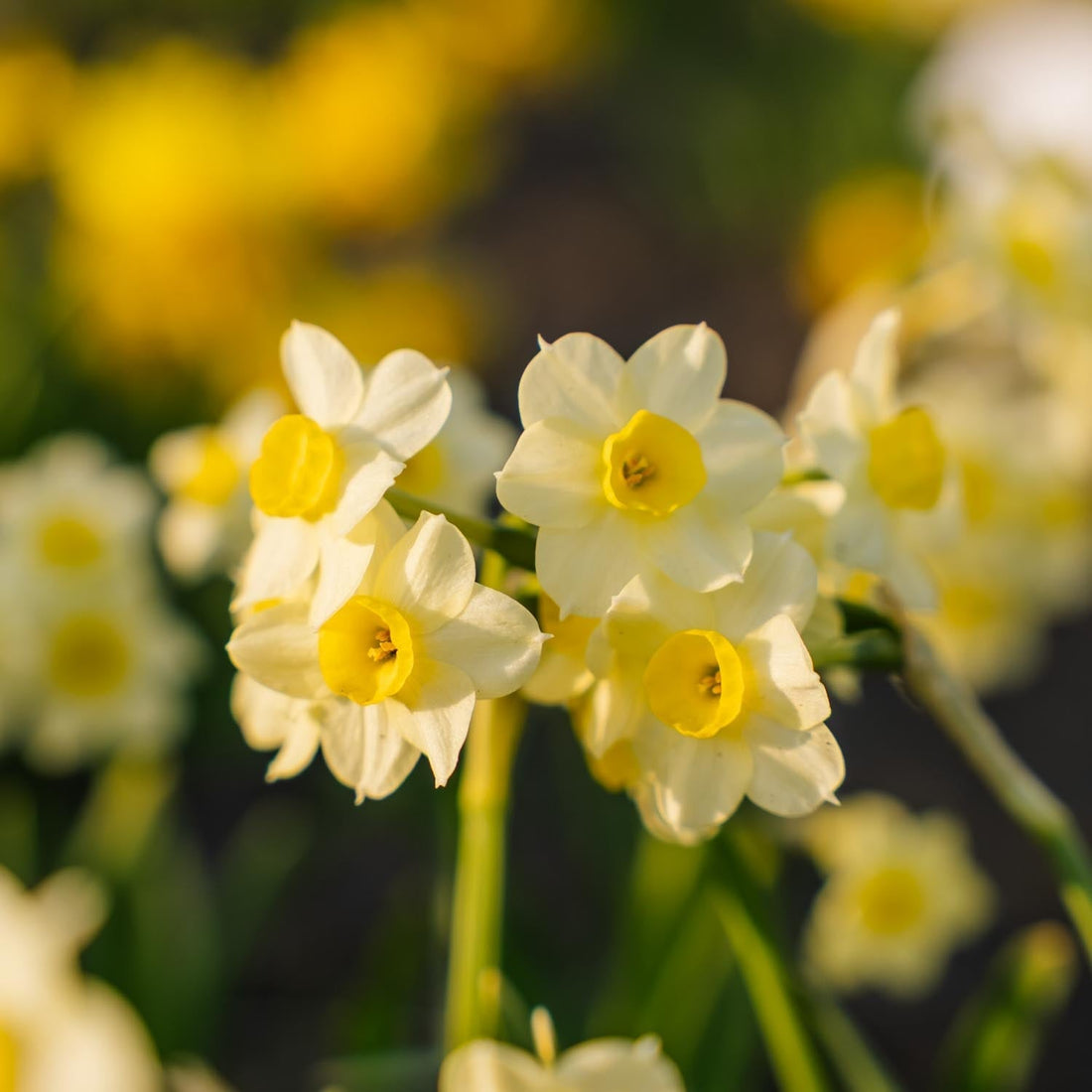 Jonquille, Narcissus 'Minnow'