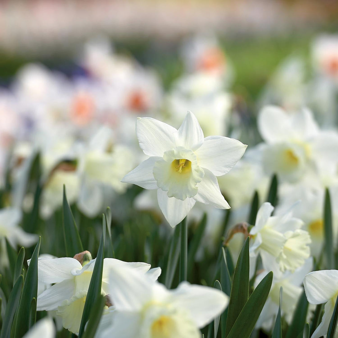 Jonquille, Narcissus 'Mount Hood'