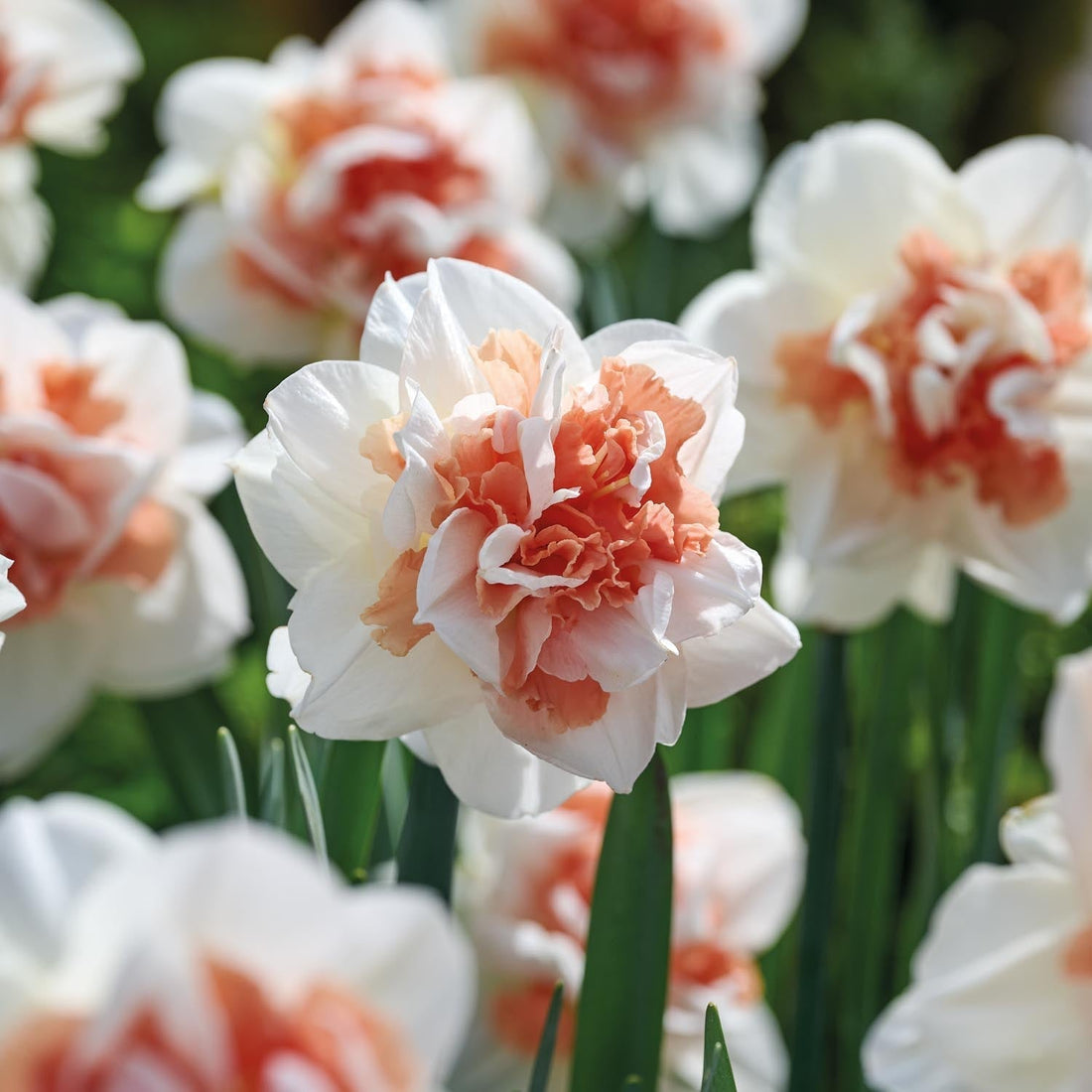 Jonquille, Narcissus 'My Story'