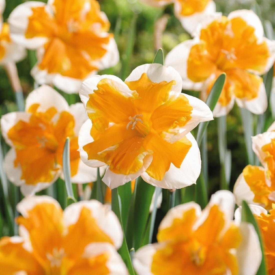 Jonquille, Narcissus 'Orangery'