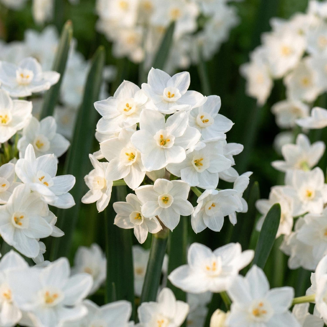 Jonquille, Narcissus 'Paperwhite Ziva'