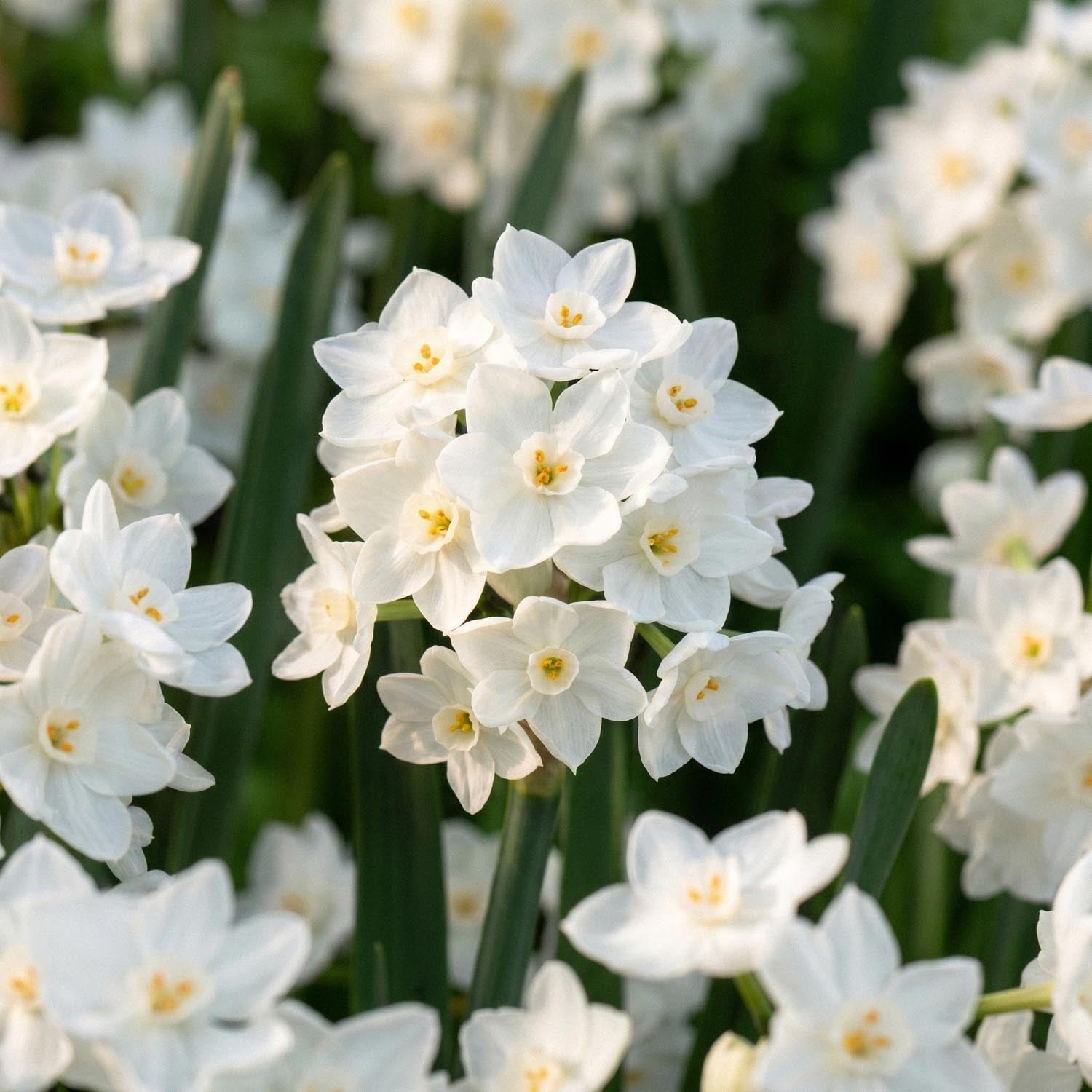 Jonquille, Narcissus 'Paperwhite Ziva'