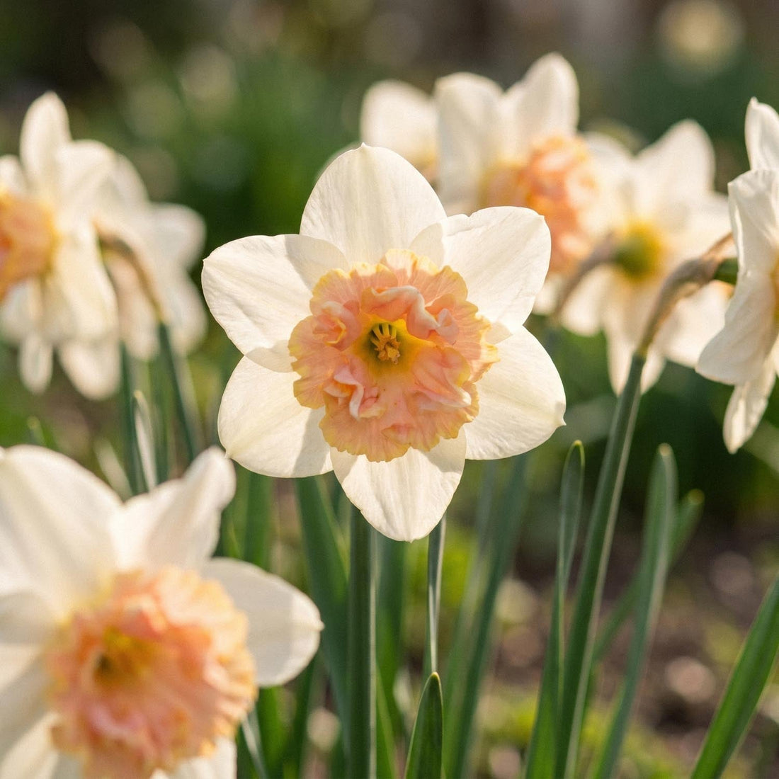Jonquille, Narcissus 'Petit Four'