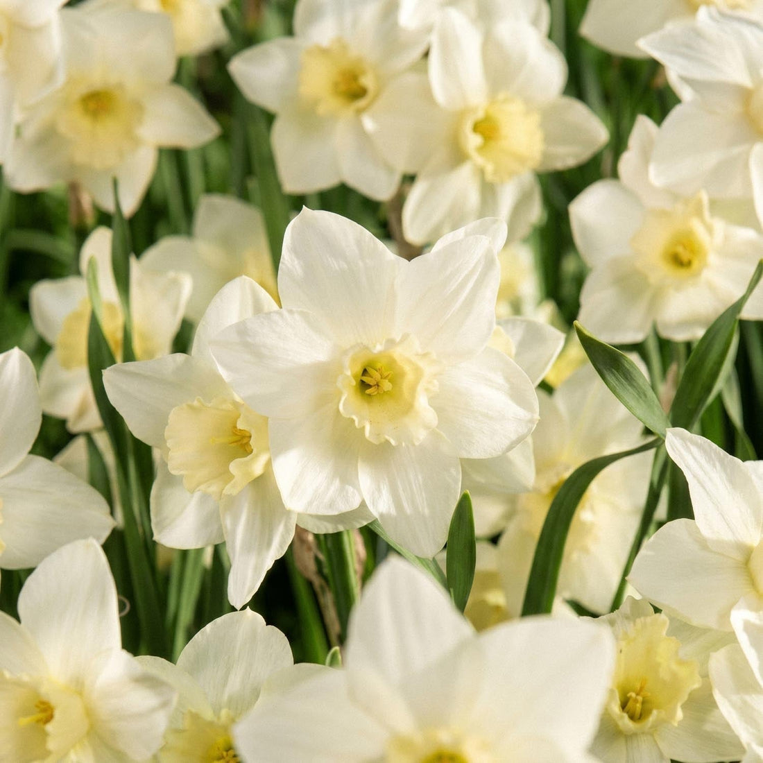 Jonquille, Narcissus 'Pueblo'