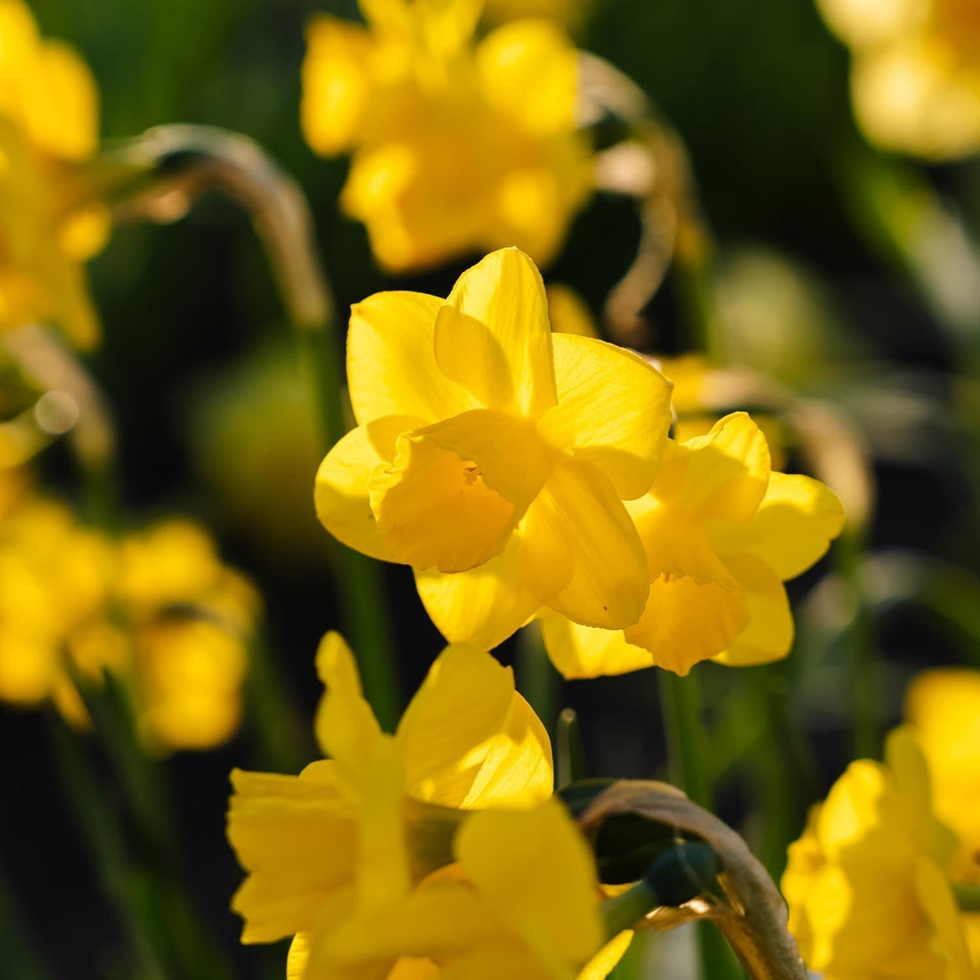 Jonquille, Narcissus 'Quail'