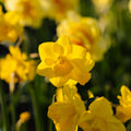 Jonquille, Narcissus 'Quail'